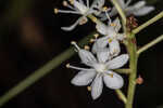 Coastal false asphodel